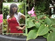 collage brunette shrunken_woman found outdoors leaf plant_girl