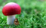 collage nude blonde mushroom shrunken_woman outdoors nature servious