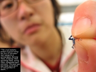 crush collage finger story asian death shrunken_man entrapment cruel scientist between_fingers looking_at_tiny