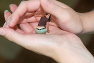 collage clothed handheld shrunken_woman looking_at_viewer giantess_hands