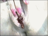 insertion pussy masturbation animation shrunken_man buttman pink_nails rings