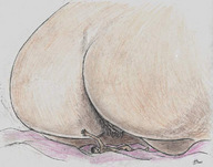drawing shrunken_man trapped nikko hairy_pussy imminent_crush no_background