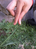collage handheld grass shrunken_person peque