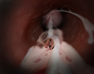 nude cum penis shrunken_men shrunken_man swallowed slide digital_render midyin_slag down_throat