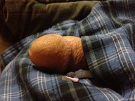 collage nude sleeping penis couple lying_down shrunken_woman boxers midyin_slag laying_besides_penis