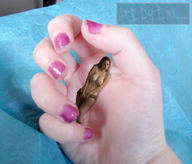collage nude long_hair handheld brunette stockings shrunken_woman looking_up nail_polish midyin_slag
