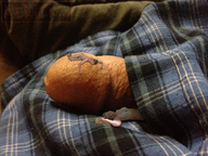 collage nude sleeping penis couple lying_down shrunken_men shrunken_woman shrunken_man boxers laying_on_penis midyin_slag