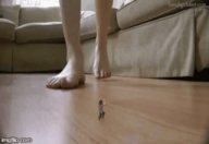 toes barefoot soles blood unknown_artist foot_crush animation shrunken_man living_room ankles source_needed