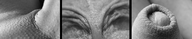 collage micro monochrome male penis shrunken_woman foreskin