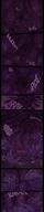 drawing karbo vore color cleavage digestion scared shrunken_people inside_stomach internal_view stomach_noises