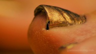 collage foot_worship nail_polish loryelle gold_nails
