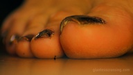 collage foot_worship nail_polish loryelle gold_nails