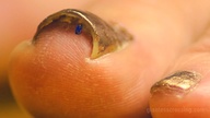 collage foot_worship nail_polish under_toes loryelle gold_nails