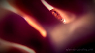 Giantess_Loryelle_Daniel_the_Gift_POV_016.jpg