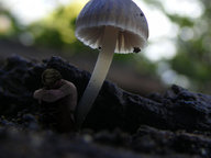 shrunken_men forest isolation mity_mite