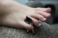 collage barefoot shrunken_man between_toes msku