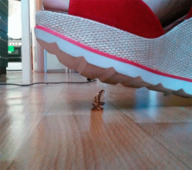 crush clothed blood brunette gore foot_crush shrunken_man shoe_crush indoors under_foot nail_polish rings nude_tiny sandle