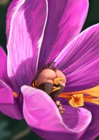 bee_girl tail butt underwear shrunken_woman thigh_highs black_panties black_legwear solo 1girl mymmel