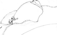 furry wolf penis