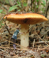collage shrunken_woman forest fungus